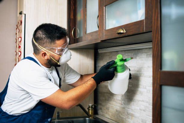 Best Wasp Removal Services  in Webster Groves, MO