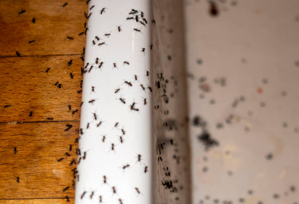 Best Local Pest Control Services  in Webster Groves, MO