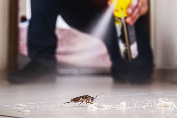 Best Affordable Pest Control Services  in Webster Groves, MO