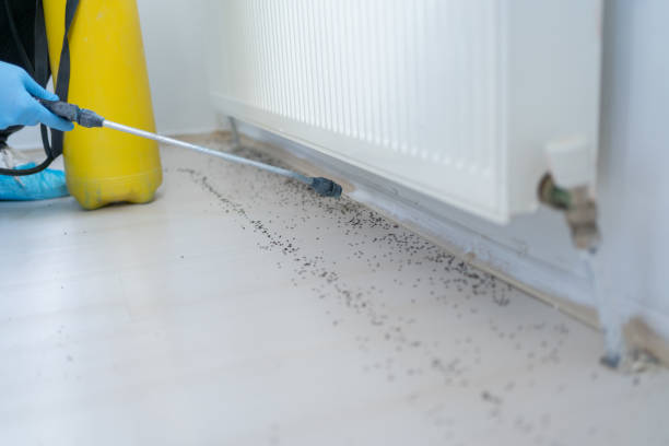 Professional Pest Control in Webster Groves, MO